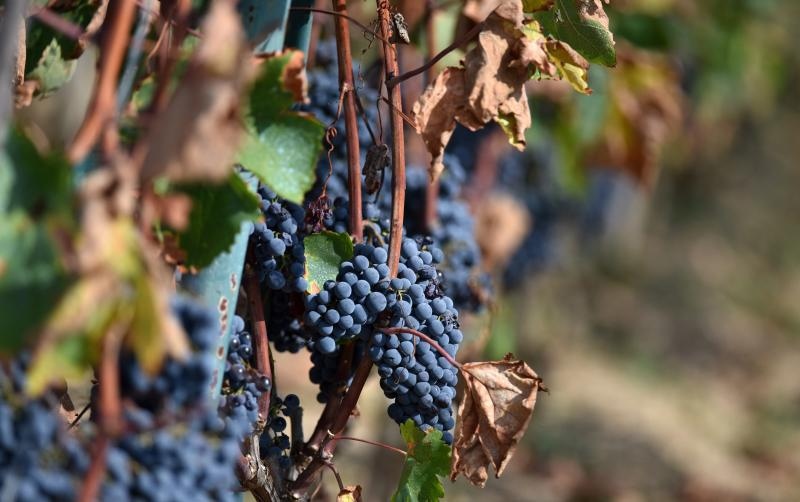 Vinogradi u Donjem polju kod Šibenika prepuni su zdravog crnog i bijeloga grozđa a ovih dana očekuju se i prve prve berbe. Photo: Hrvoje Jelavić/PIXSELL Vinogradi u Donjem polju kod Šibenika prepuni su zdravog crnog i bijeloga grozđa a ovih dana očekuju se i prve prve berbe. Photo: Hrvoje Jelavić/PIXSELL
