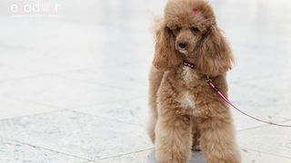 Đir po gradu, subotnja špica 19. siječnja 2019. Đir po gradu, subotnja špica 19. siječnja 2019.