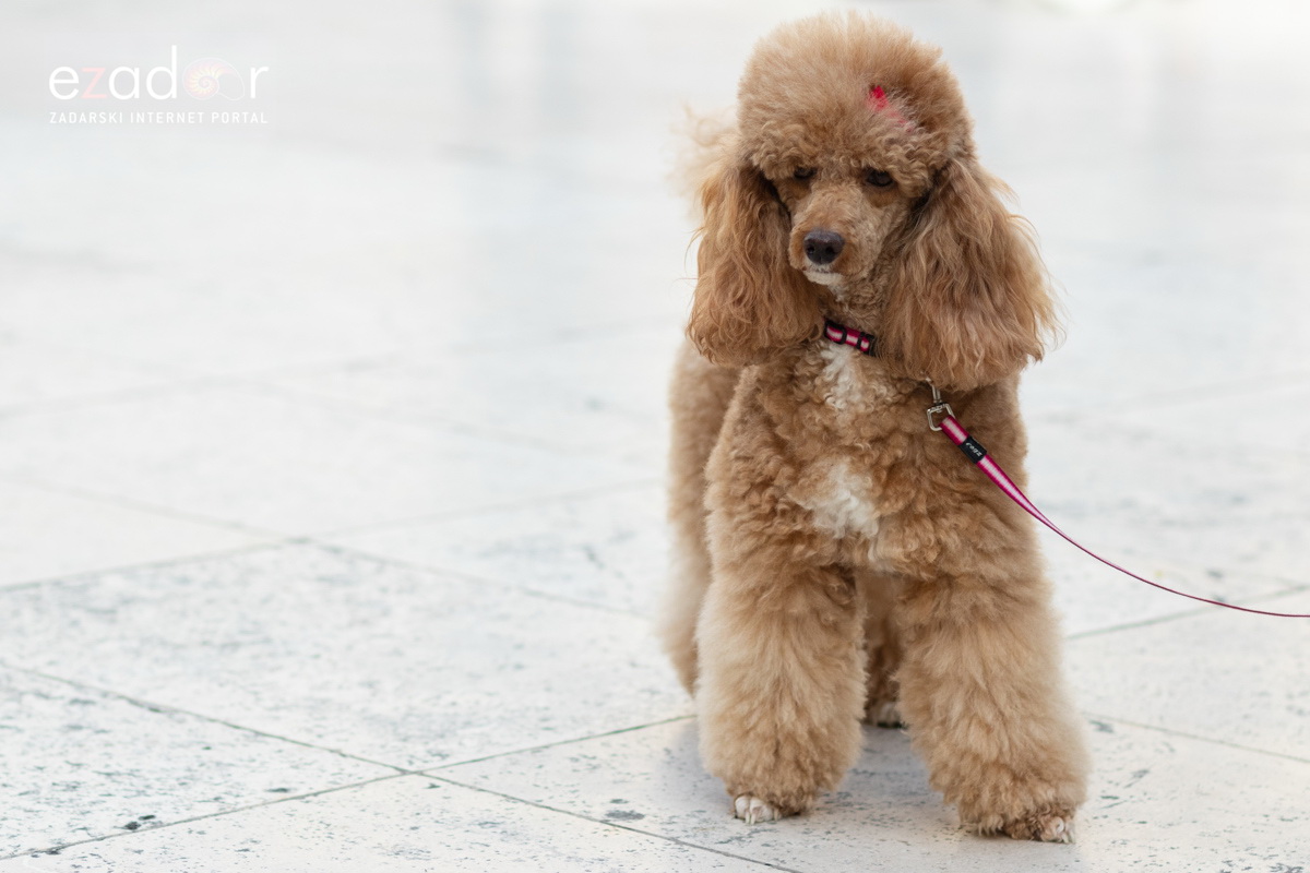 Đir po gradu, subotnja špica 19. siječnja 2019. Đir po gradu, subotnja špica 19. siječnja 2019.