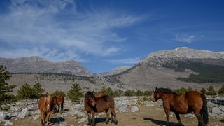 Veliko Rujno: Drago Krapić vlasnik je pedesetak konja koji obitavaju na velebitskim pašnjacima