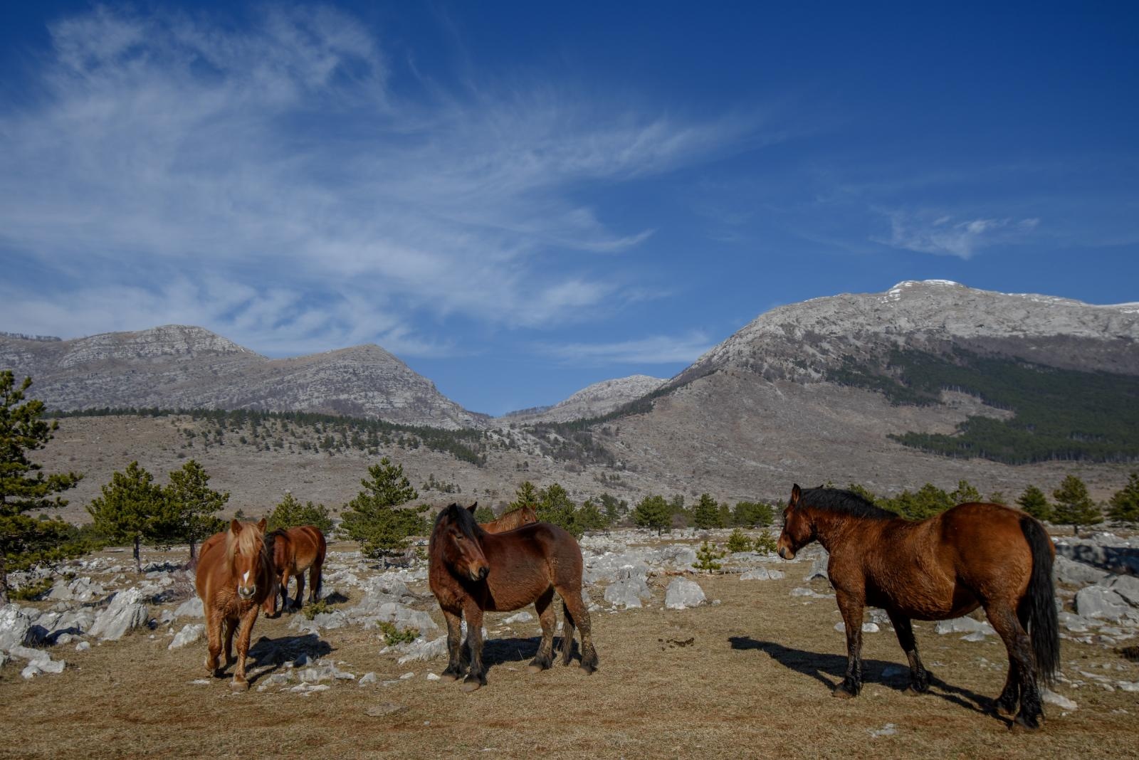 Veliko Rujno: Drago Krapić vlasnik je pedesetak konja koji obitavaju na velebitskim pašnjacima
