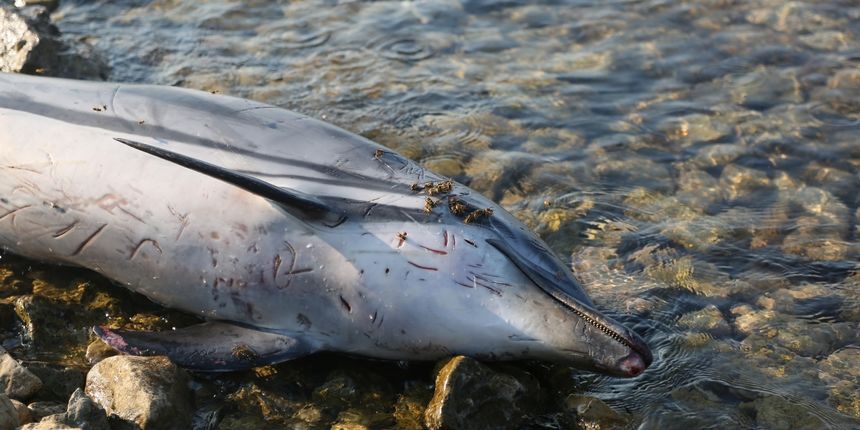 Tužan prizor na šibenskoj plaži: Na plažu u Zablaću doplutao mrtav dupin