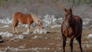 Veliko Rujno: Drago Krapić vlasnik je pedesetak konja koji obitavaju na velebitskim pašnjacima