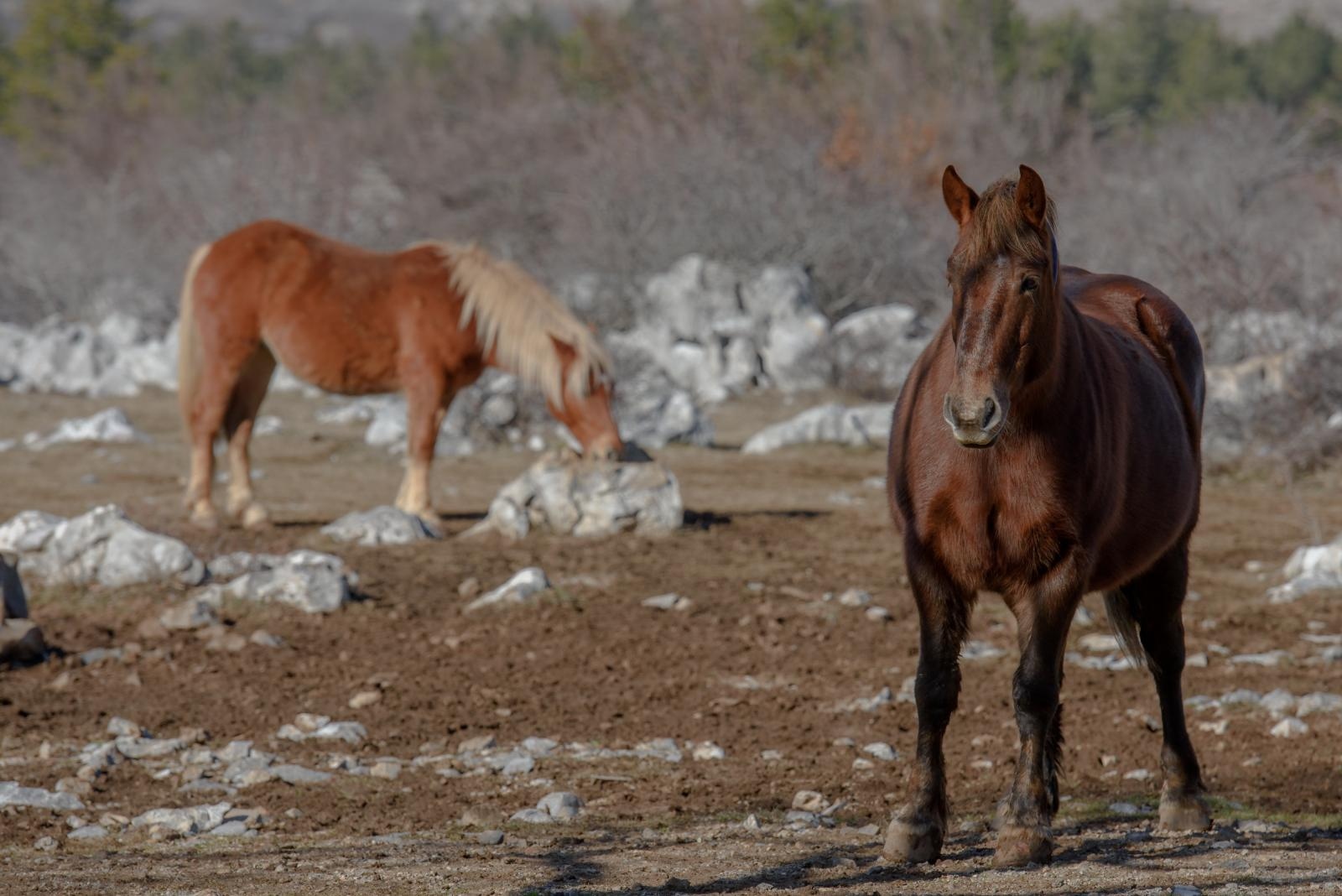 Veliko Rujno: Drago Krapić vlasnik je pedesetak konja koji obitavaju na velebitskim pašnjacima