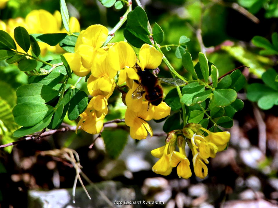 Pješačka staza Obrovac – Jankovića buk