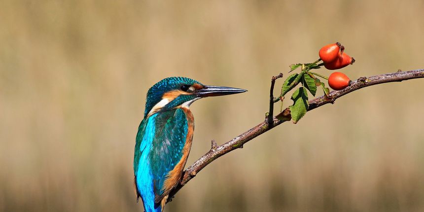 Europski dan prebrojavanja ptica obilježen u Ninu Europski dan prebrojavanja ptica obilježen u Ninu