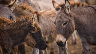 Farma “Dar-mar” (foto:Saša Čuka)