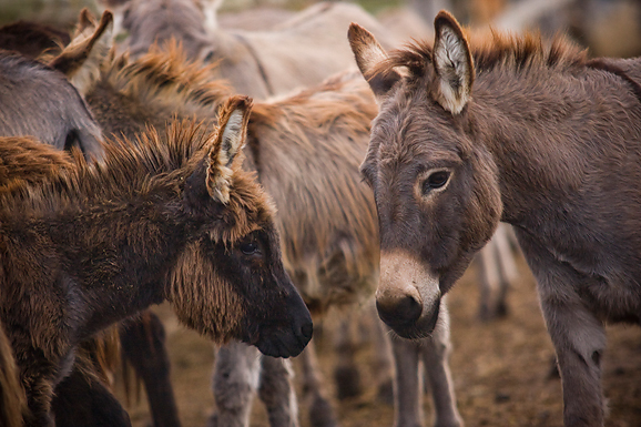 Farma “Dar-mar” (foto:Saša Čuka)