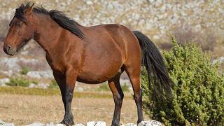 Velebitski divlji konji, Foto: Leo Banić
