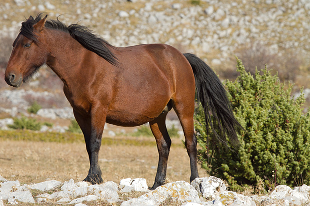 Velebitski divlji konji, Foto: Leo Banić