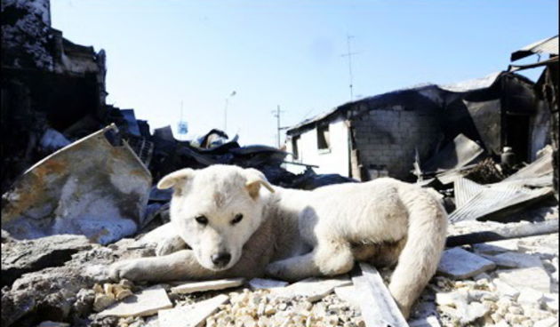 Pas, psi, kucni ljubimac