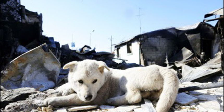 Pas, psi, kucni ljubimac Pas, psi, kucni ljubimac