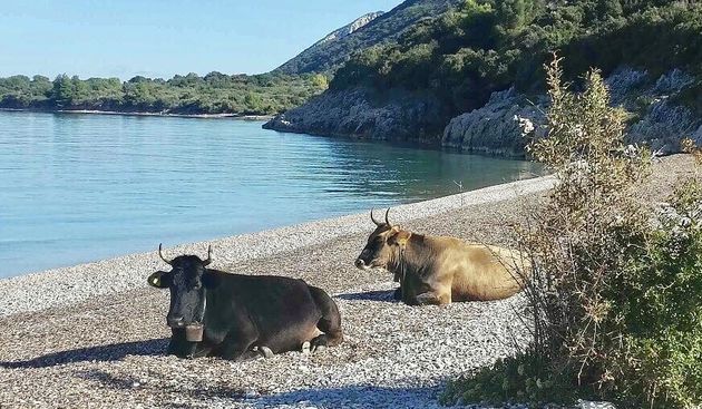 Pelješac- krave na plaži
