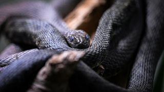 Stanari zagrebačkog Zoološkog vrta u zimskom razdoblju