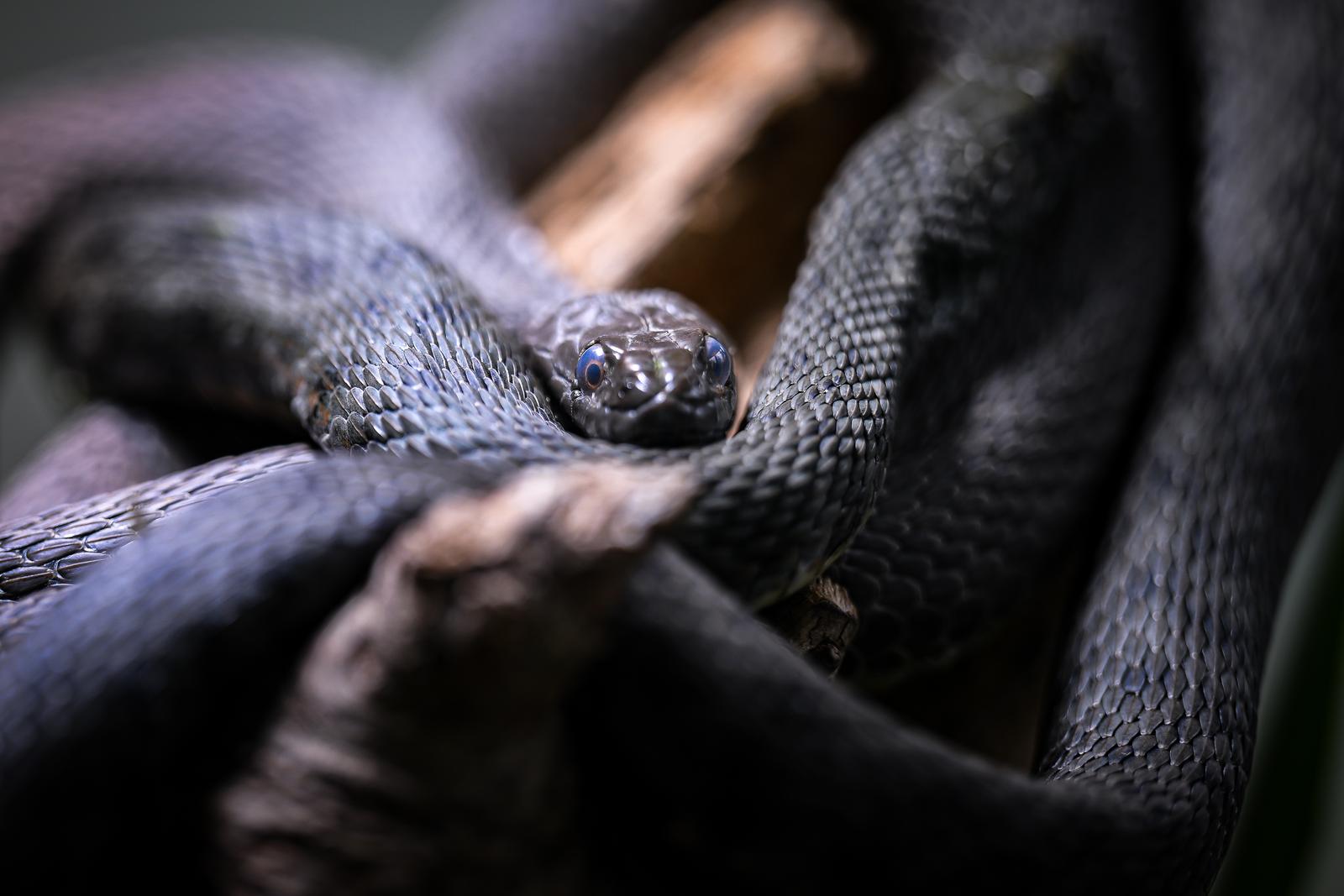 Stanari zagrebačkog Zoološkog vrta u zimskom razdoblju