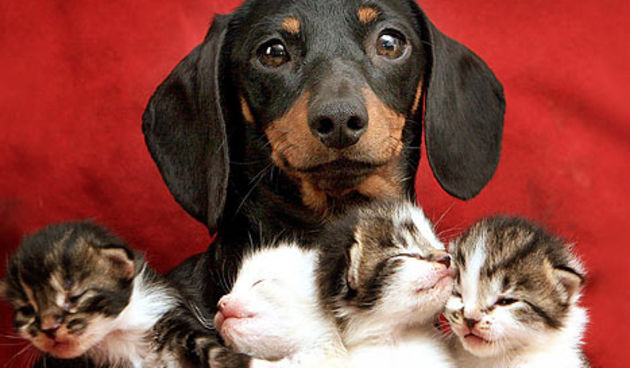 Pas i mačići (Foto: dailymail.co.uk)