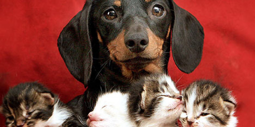 Pas i mačići (Foto: dailymail.co.uk) Pas i mačići (Foto: dailymail.co.uk)