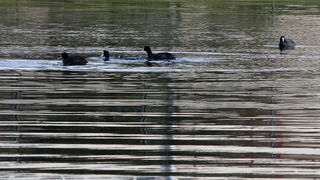 Liske u uvali Bregdetti 24. siječnja