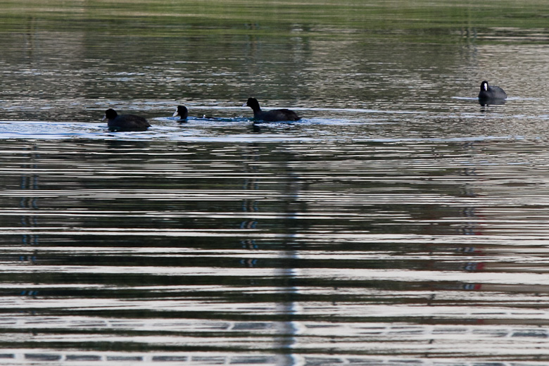 Liske u uvali Bregdetti 24. siječnja