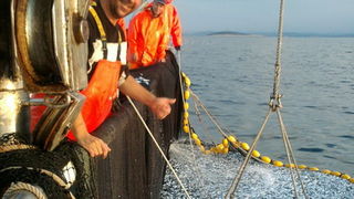 Posada plivarice “Tuljan dva” u jednu noć ulovila rekordnih 42 tone srdela, foto: Posada