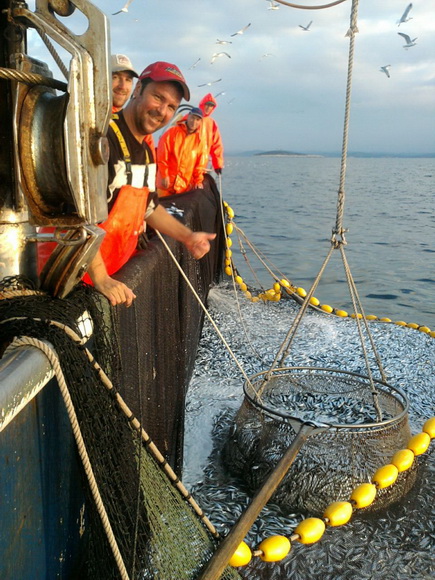 Posada plivarice “Tuljan dva” u jednu noć ulovila rekordnih 42 tone srdela, foto: Posada