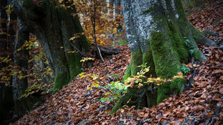 Boje jeseni na Plitvičkim jezerima