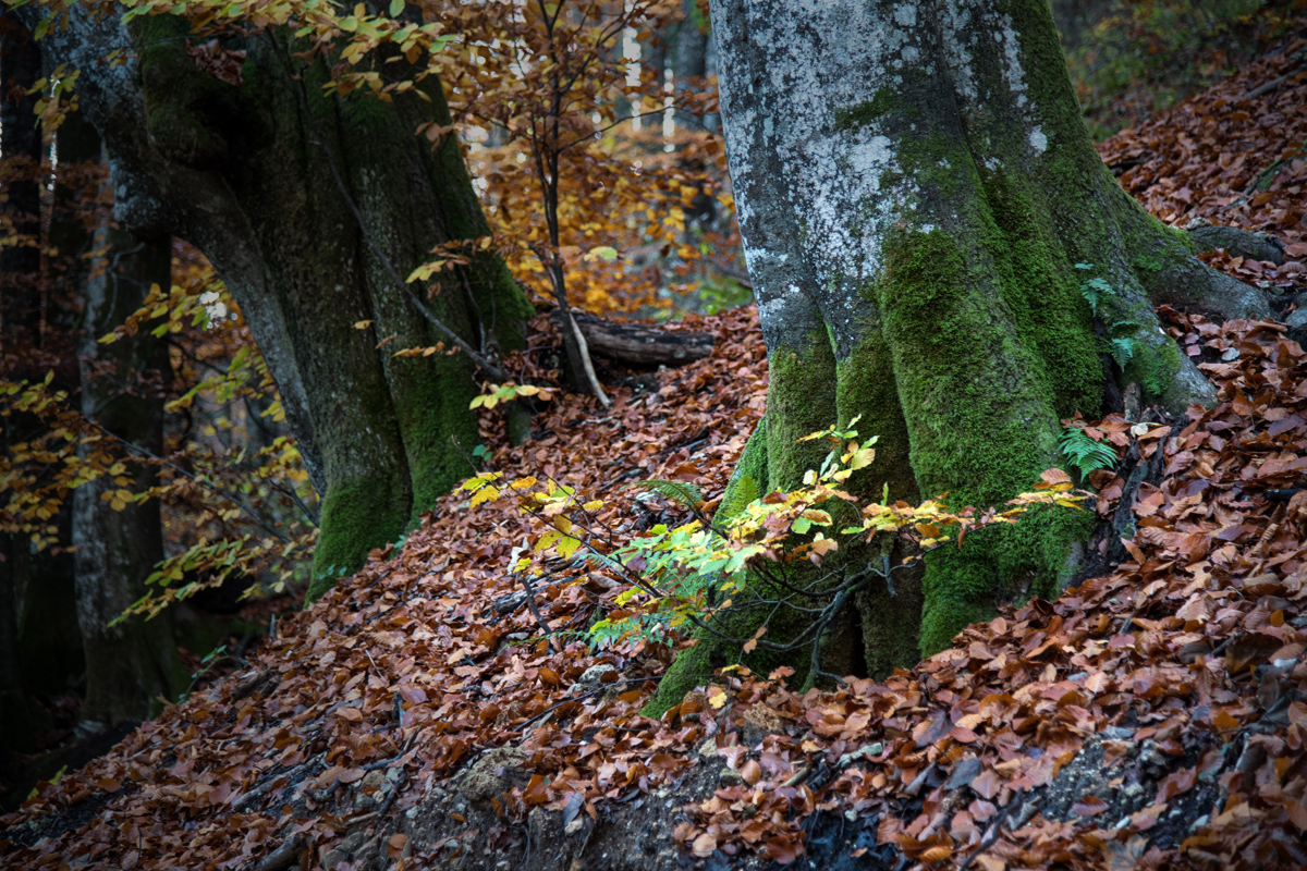 Boje jeseni na Plitvičkim jezerima