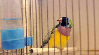 Ornitološko prvenstvo Hrvatske u hotelu Zadar (foto:Saša Čuka)