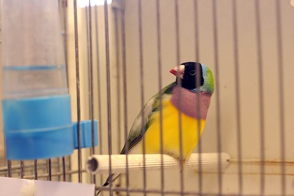 Ornitološko prvenstvo Hrvatske u hotelu Zadar (foto:Saša Čuka)