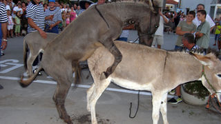 SUKOSAN, 13.08.2007. Trke tovarov, Noc svicarenja, klape Zapivajmo Kasijanu, vatromet
– bez teksta