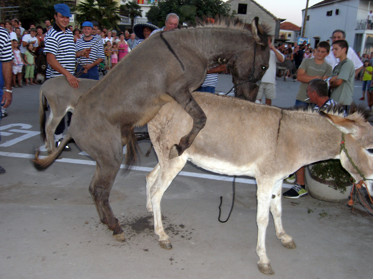 SUKOSAN, 13.08.2007. Trke tovarov, Noc svicarenja, klape Zapivajmo Kasijanu, vatromet
– bez teksta