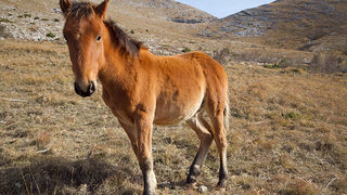 Velebitski divlji konji, Foto: Leo Banić