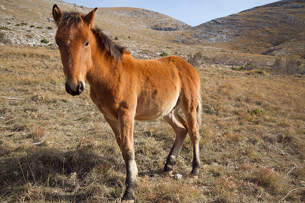 Velebitski divlji konji, Foto: Leo Banić