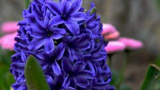 Boje i mirisi proljeća, Foto: CROPIX