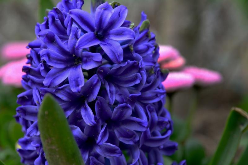 Boje i mirisi proljeća, Foto: CROPIX