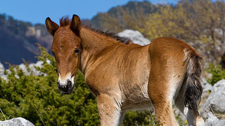 Divlji konji na Velebitu, foto: Leo Banić