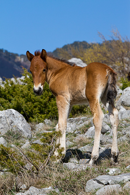 Divlji konji na Velebitu, foto: Leo Banić