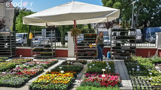 Svečano otvoren 18. Festival cvijeća Zadarske županije u Sv. Filip i Jakovu