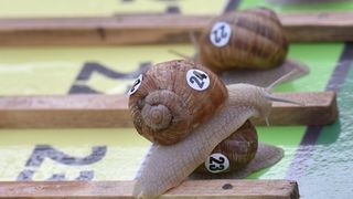 U sklopu Benkovackog kulturnog ljeta Grad Benkovac i Turisticka zajednica Grada Benkovca vec cetvrtu godinu za redom organiziraju manifestaciju Puzevim korakom. Radi se o gastro manifestaciji pripreme i degustacije puzeva. Posjetitelji su imali prilike d U sklopu Benkovackog kulturnog ljeta Grad Benkovac i Turisticka zajednica Grada Benkovca vec cetvrtu godinu za redom organiziraju manifestaciju Puzevim korakom. Radi se o gastro manifestaciji pripreme i degustacije puzeva. Posjetitelji su imali prilike d