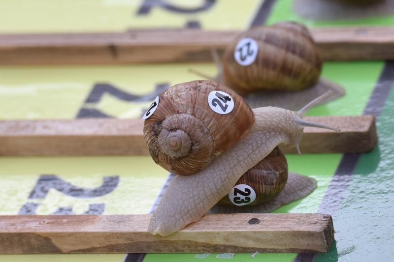 U sklopu Benkovackog kulturnog ljeta Grad Benkovac i Turisticka zajednica Grada Benkovca vec cetvrtu godinu za redom organiziraju manifestaciju Puzevim korakom. Radi se o gastro manifestaciji pripreme i degustacije puzeva. Posjetitelji su imali prilike d U sklopu Benkovackog kulturnog ljeta Grad Benkovac i Turisticka zajednica Grada Benkovca vec cetvrtu godinu za redom organiziraju manifestaciju Puzevim korakom. Radi se o gastro manifestaciji pripreme i degustacije puzeva. Posjetitelji su imali prilike d