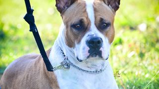 Kinološka udruga Malinois