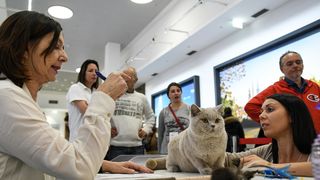 Međunarodna izložba mačaka