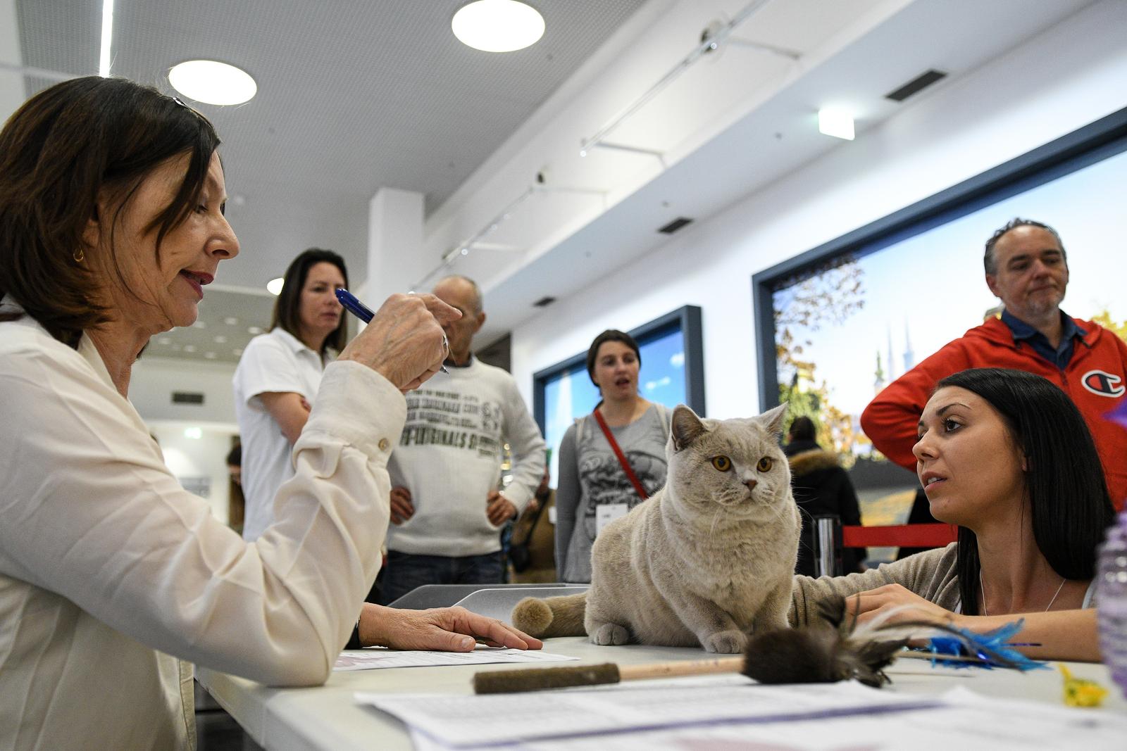 Međunarodna izložba mačaka