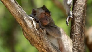 02.2014., Tajland – Raznolikost Tajlanda turisticka je meka za sve zeljne putovanja – od zabave u glavnom gradu Bangkoku, preko prelijepih plaza na jugu te za avanturisticke tipove trekking ture na sjeveru. Photo: Filip Brala/PIXSELL