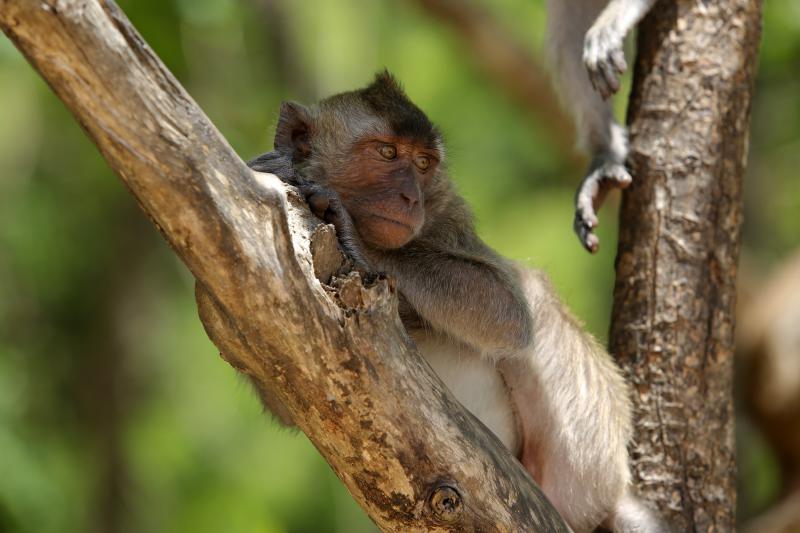 02.2014., Tajland – Raznolikost Tajlanda turisticka je meka za sve zeljne putovanja – od zabave u glavnom gradu Bangkoku, preko prelijepih plaza na jugu te za avanturisticke tipove trekking ture na sjeveru. Photo: Filip Brala/PIXSELL