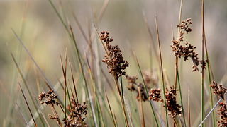 Nedjeljni đir ninskom plažom Ždrijac Nedjeljni đir ninskom plažom Ždrijac