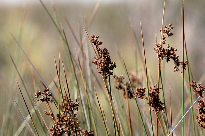 Nedjeljni đir ninskom plažom Ždrijac Nedjeljni đir ninskom plažom Ždrijac