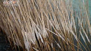 Zimska idila u Parku prirode Vransko jezero Zimska idila u Parku prirode Vransko jezero