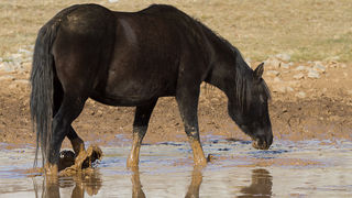 Libinje: Velebitski divlji konji, Foto: Leo Banić