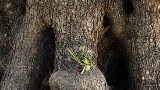 Pag, Lun, 221012.
Berba maslina u lunskom masliniku koji se nalazi kod mjesta Lun na otoku Pagu. Omedjen je suhozidima, prostire se na 400 hektara i sadrzi oko 80.000 stabala maslina. Najveci je maslinik u Hrvatskoj. U Lunskom masliniku rastu brojne jedin Pag, Lun, 221012.
Berba maslina u lunskom masliniku koji se nalazi kod mjesta Lun na otoku Pagu. Omedjen je suhozidima, prostire se na 400 hektara i sadrzi oko 80.000 stabala maslina. Najveci je maslinik u Hrvatskoj. U Lunskom masliniku rastu brojne jedin